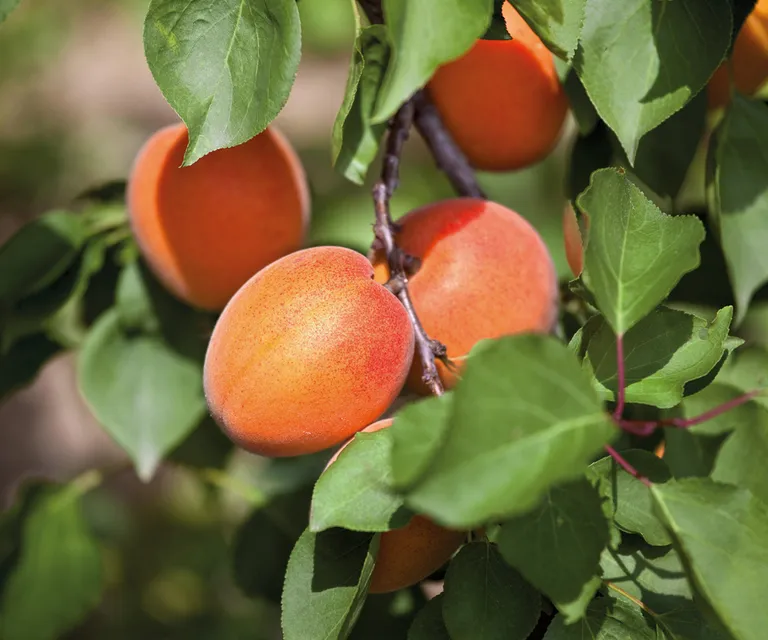 Pick dwarf varieties of apricots to grow indoors

(Image credit: Future)