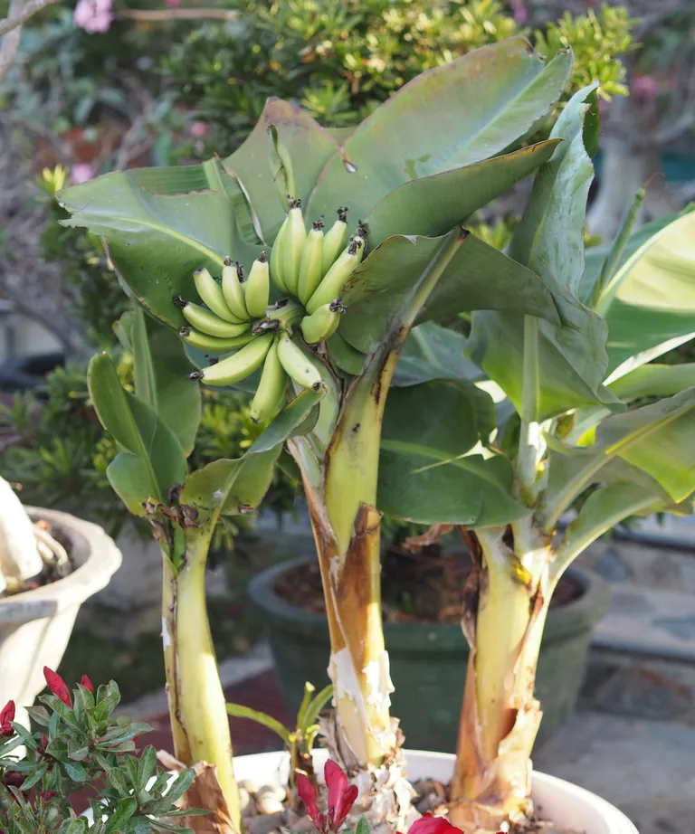 Banana trees are hungry plants that require a lot of water

(Image credit: Getty/Penpak Ngamsathain)