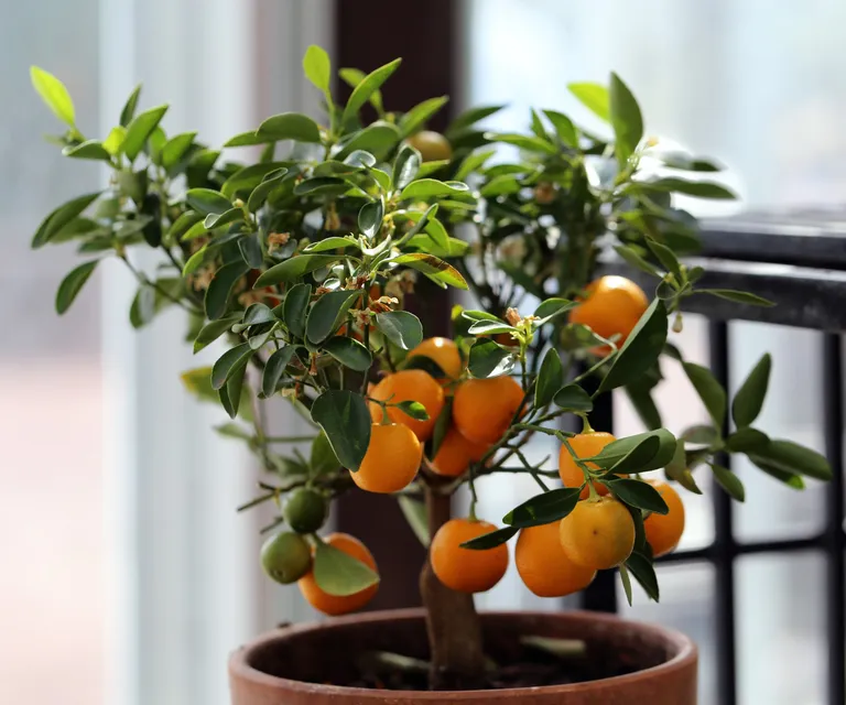 Clementines are in season through winter

(Image credit: Getty/Nora Tarvus)