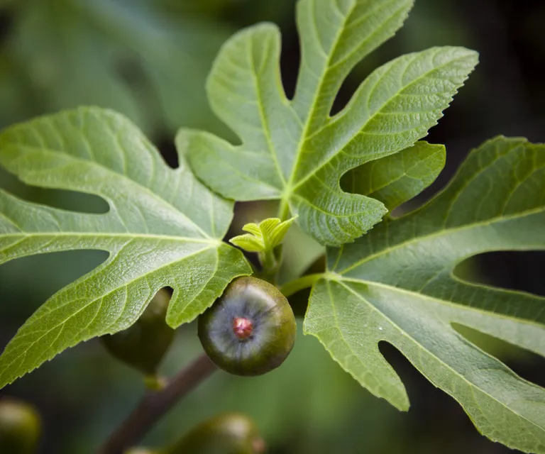 Fig trees ideally want six hours of sunshine a day

(Image credit: Getty/Santiago Urquijo)