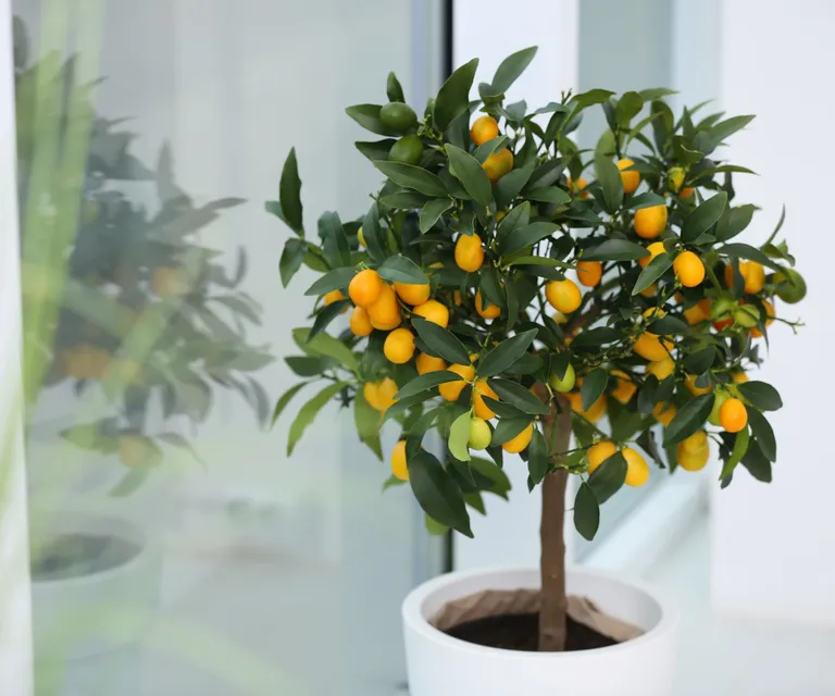 A kumquat is a slow-growing fruit tree

(Image credit: Getty/Liudmila Chernetska)