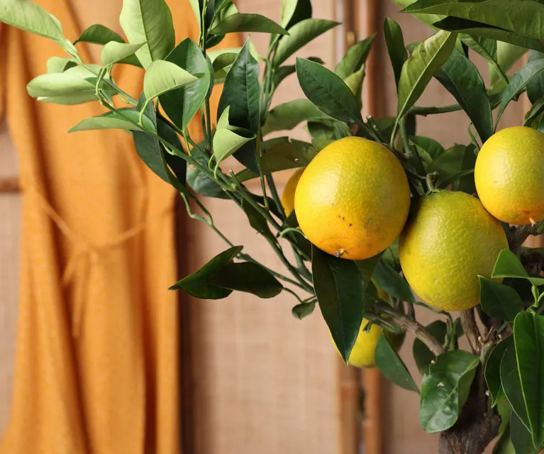 Lemons can flower and fruit year-round in the right conditions

(Image credit: Getty/olga Yastremska )