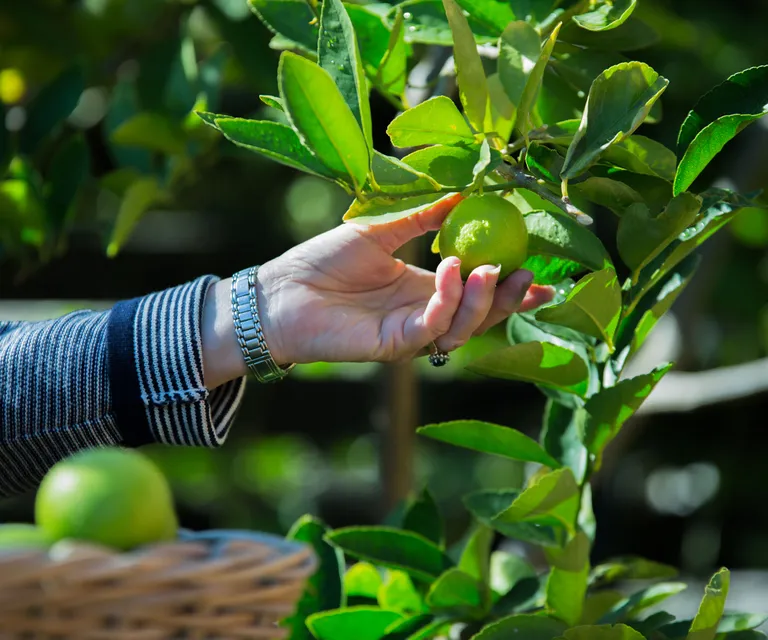 Limes take up to four months to ripen on the tree

(Image credit: Christie Cooper/Getty Images)