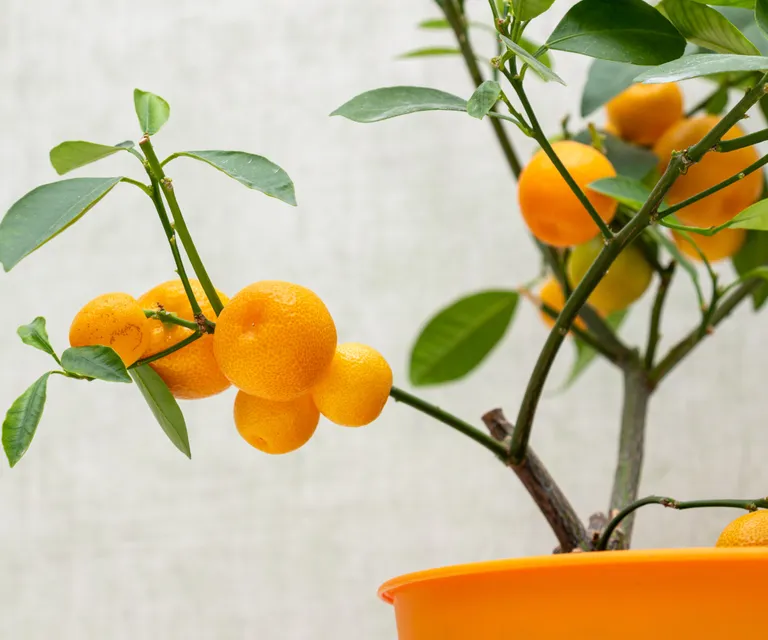 Orange trees that produce mini fruits are perfect for growing indoors

(Image credit: Getty/Ivan Halkin)